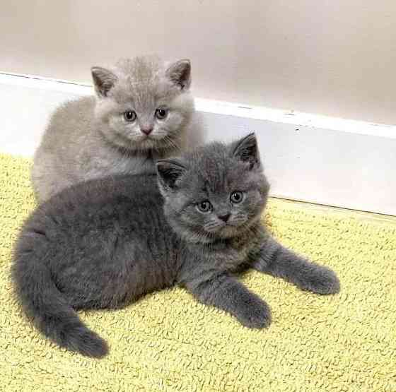 British Shorthair kittens Saarbruecken