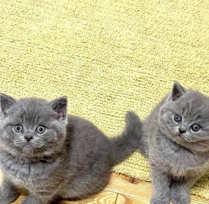 British Shorthair kittens Saarbruecken - photo 1