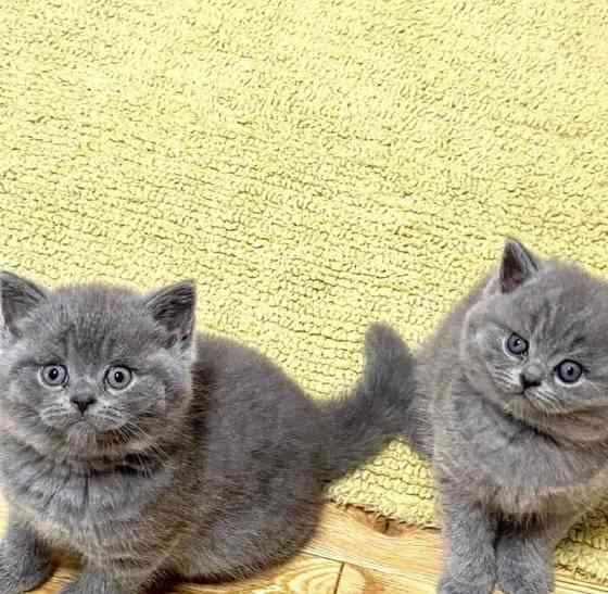 British Shorthair kittens Кайзерслаутерн