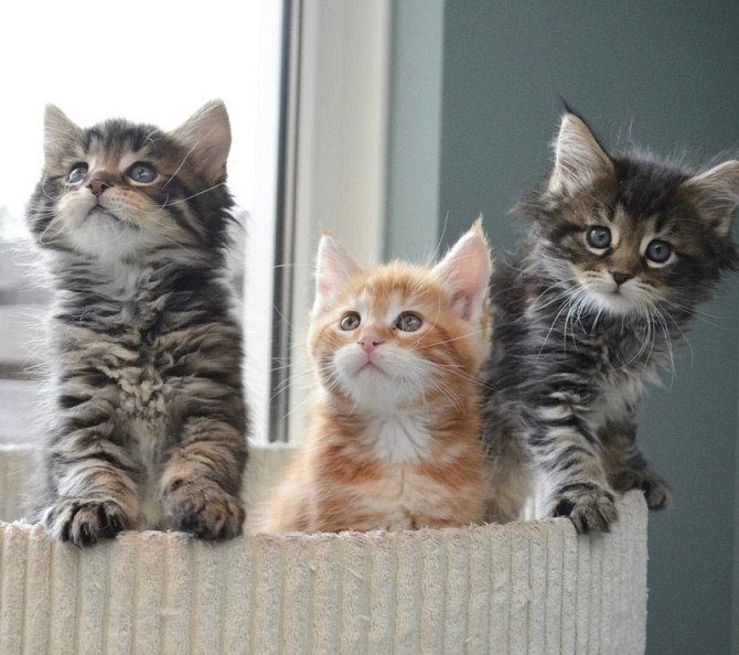 Maine coon kittens Berlin - photo 1