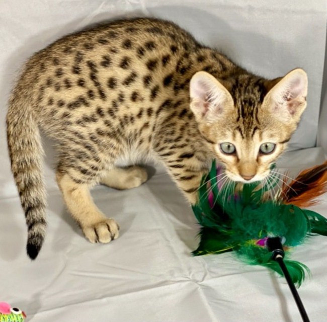 Savannah kittens Stuttgart - изображение 1