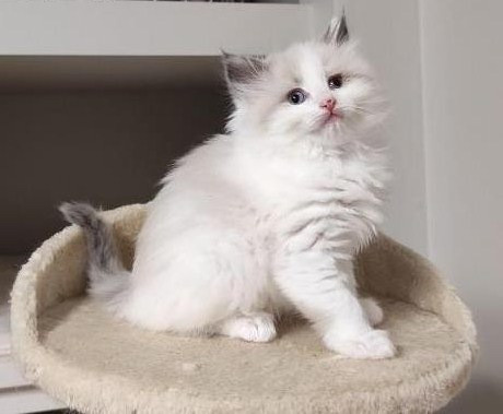 Ragdoll kittens Stuttgart - изображение 1