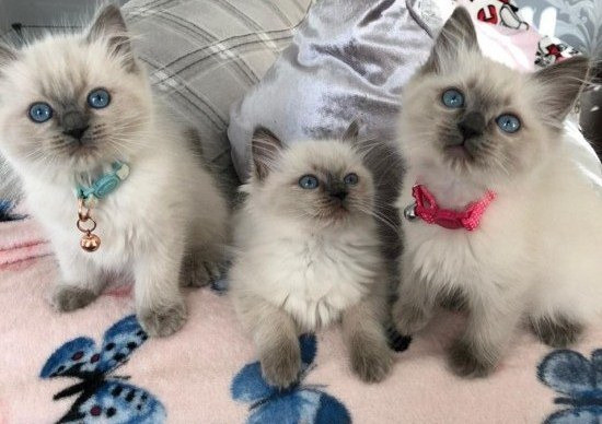 Ragdoll kittens Берлін - изображение 1