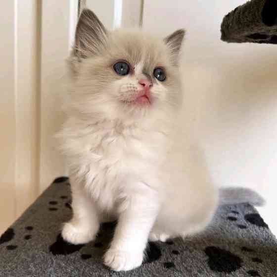 Ragdoll kittens Hannover