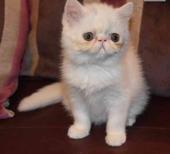 Exotic Shorthair kittens Hamburg