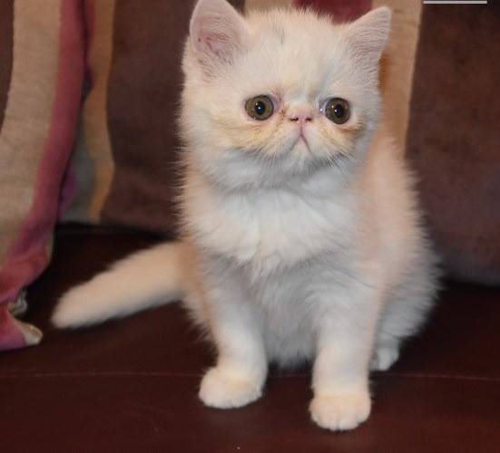 Exotic Shorthair kittens Hamburg - photo 1