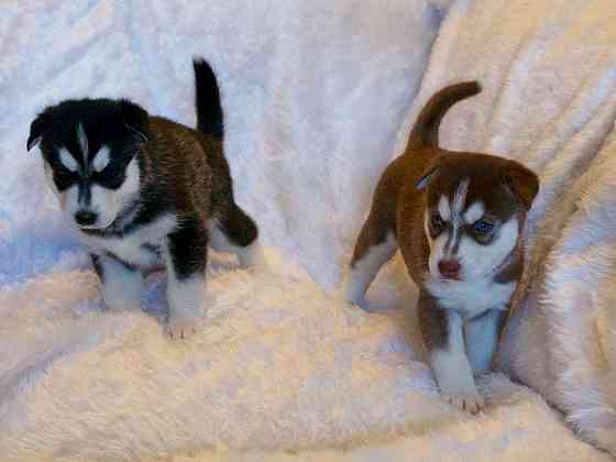 Entzückende Siberian Husky-Welpen zu verkaufen .Reservieren Sie mich ..........Whatsapp (+3377358184 Мюнхен