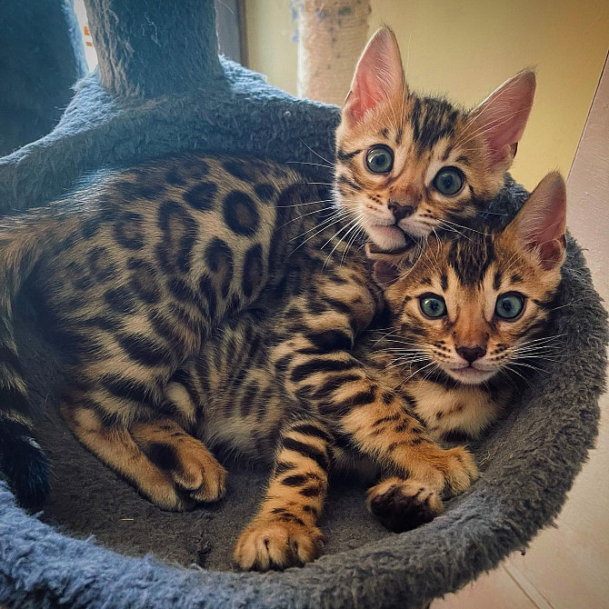 Bengal Kittens Berlin - photo 1