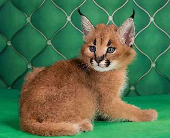 Caracal Kttens Berlin