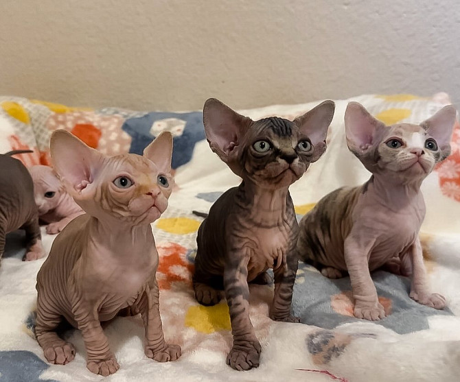 Sphynx Kittens Берлін - изображение 1