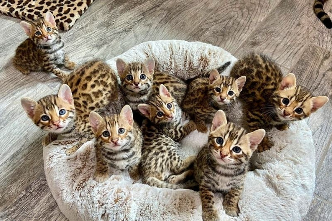 Bengal kittens Munich - photo 1