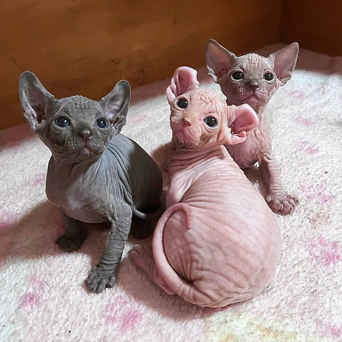 SPhynx kittens Дрезден - изображение 1