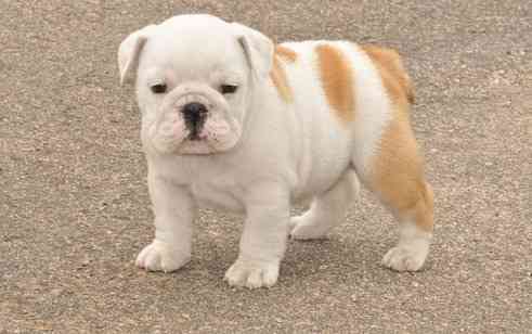 English Bulldog Puppies Munich