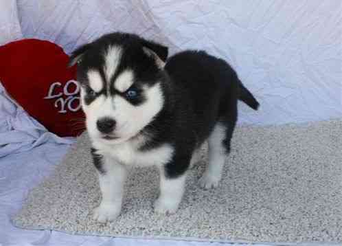 Siberian Husky Puppies Berlin