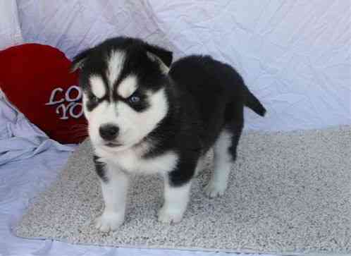 Siberian husky Puppies Mainz