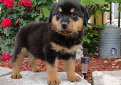 Rottweiler puppies Гамбург