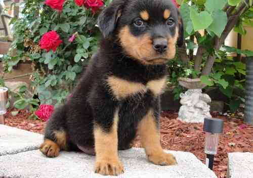 Rottweiler puppies Hamburg