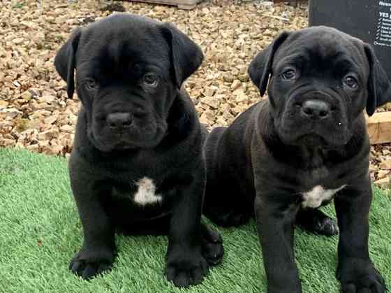 Cane Corso Puppies Гамбург