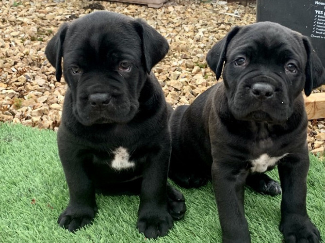 Cane Corso Puppies Hamburg - photo 1