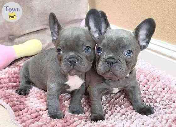 French Bulldog Puppies Мюнхен