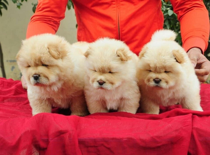 Chow chow Puppies Dresden - изображение 1