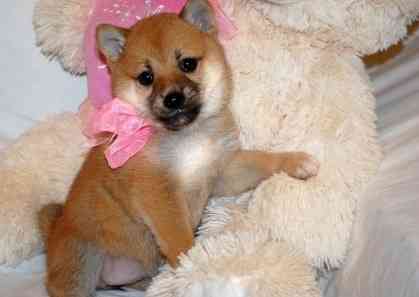 Shiba Inu Puppies Штутгарт