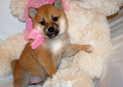 Shiba Inu Puppies Berlin - photo 1