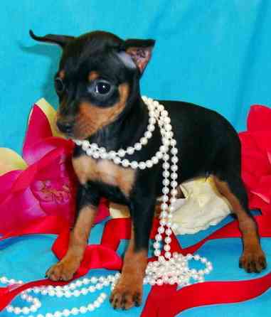 Miniature Pinscher Puppies Hamburg