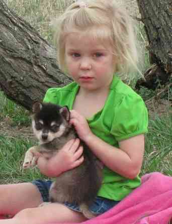 Alaskan klee Kai Puppies Hamburg