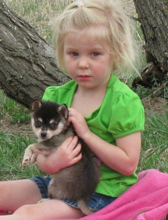 Alaskan klee Kai Puppies Hamburg - photo 1