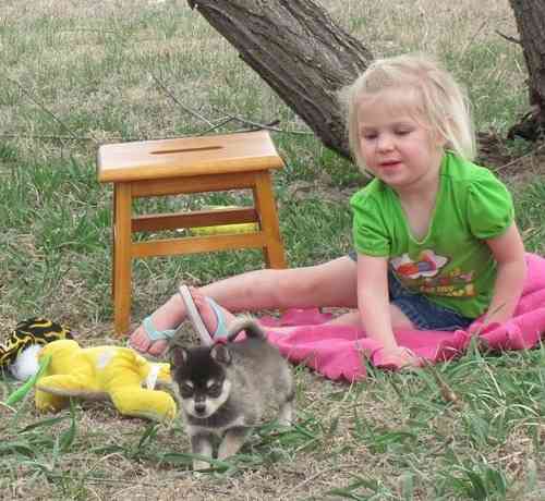 Alaskan klee kai Puppies Dresden