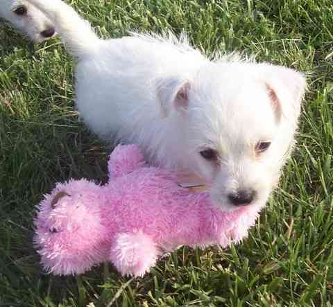 West Highland White Terrie puppies Гамбург