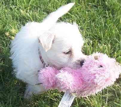 West Highland White Terrie puppies Гамбург