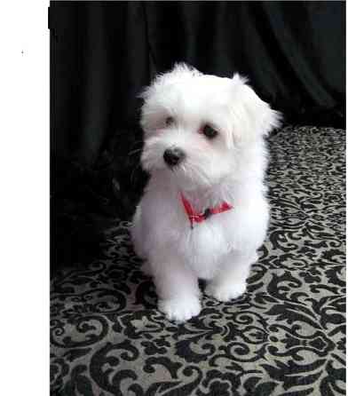 Maltese Puppies Schwerin