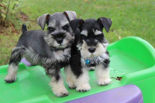 Miniature Schnauzer Puppies Hamburg - photo 1