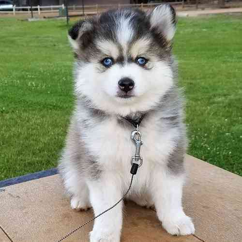 Pomsky Puppies Гамбург