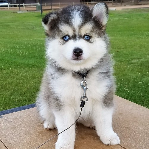 Pomsky Puppies Hamburg - photo 1