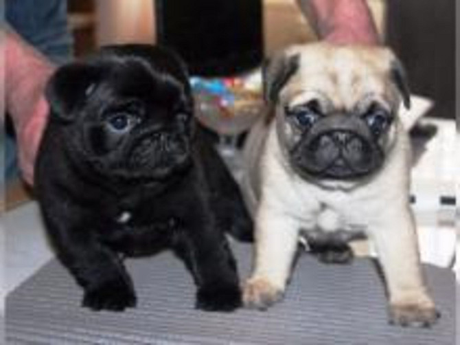 Pug Puppies Hamburg - photo 1