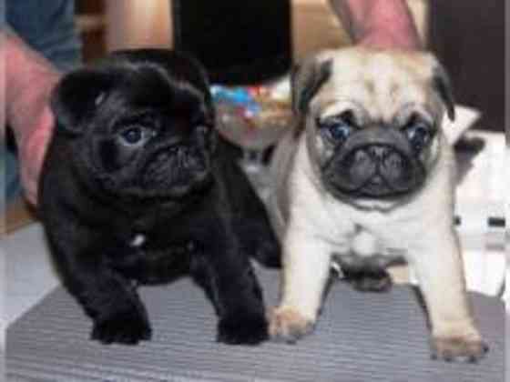 Pug Puppies Dresden