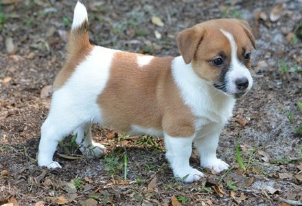 Jack Russell Puppies Hamburg - изображение 1