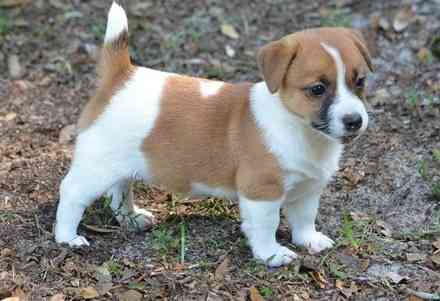 Jack Russell Puppies Stuttgart