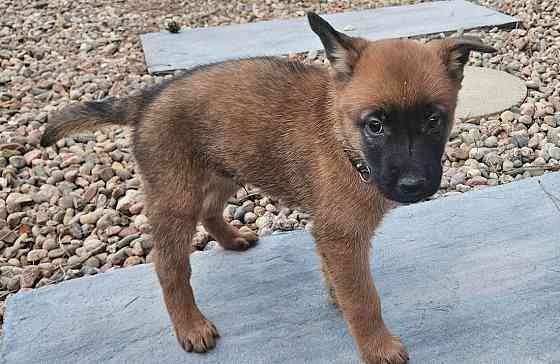 Belgian Malinois Puppies Гамбург