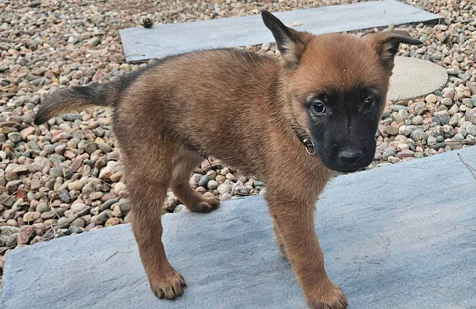 Belgian malinois Puppies Stuttgart - photo 1