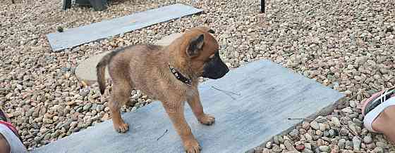 Belgian Malinois Puppies Hannover