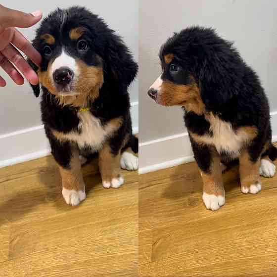 Bernese Mountain dog puppies Гамбург