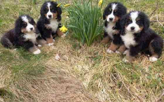 Bernese Mountain Dog Puppies Munich