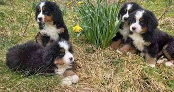 Bernese Mountain dog puppies Stuttgart