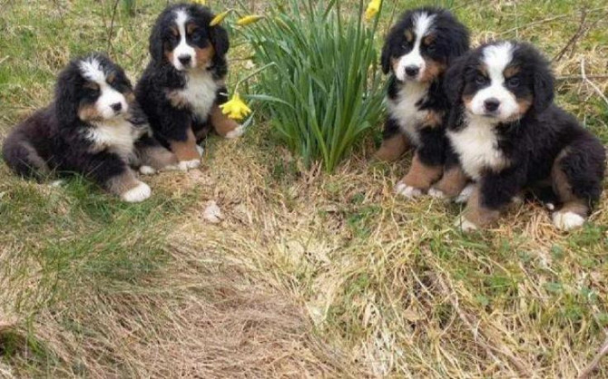 Bernese Mountain Dog Puppies Berlin - photo 1