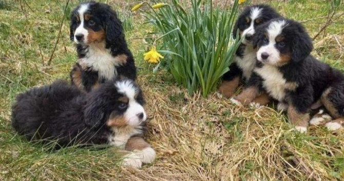 Bernese Mountain dog puppies Вісбаден - изображение 1