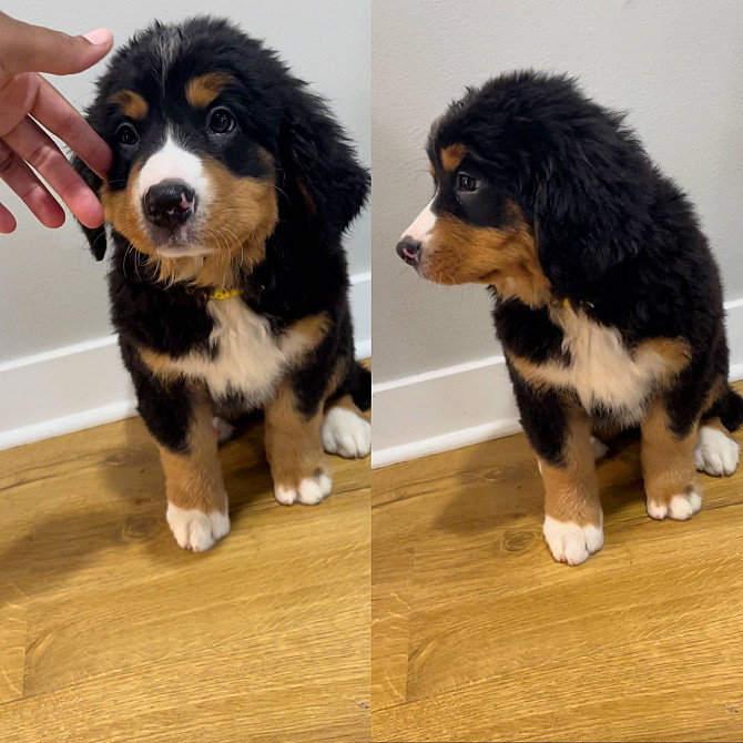 Bernese mountain dog puppies Кайзерслаутерн - изображение 1